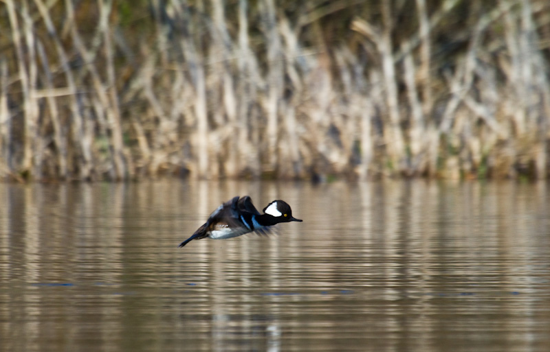 Hooded Merganser In Flight